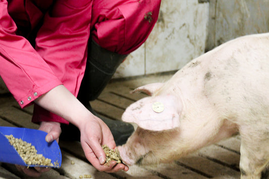 Anforderung an das Beschäftigungsmaterial für Schweine